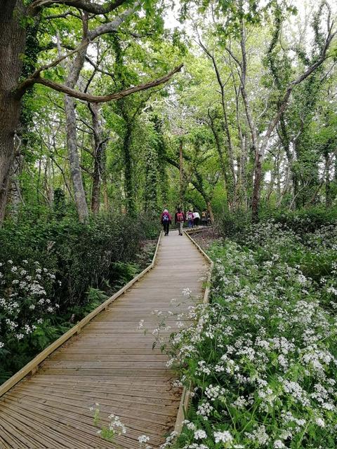 Passerelle foret